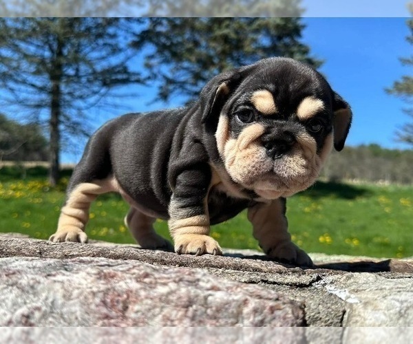 Medium Photo #1 English Bulldog Puppy For Sale in MIAMI BEACH, FL, USA