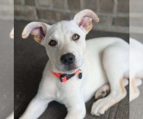 Medium Photo #2 Siberian Husky-Unknown Mix Puppy For Sale in Germantown, OH, USA
