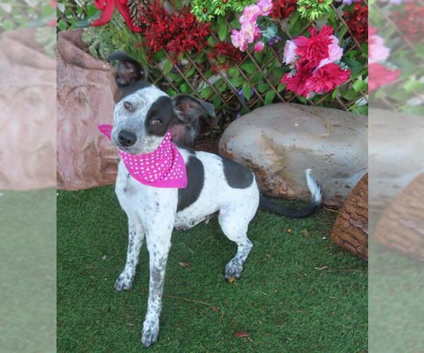 Medium Photo #1 Mutt Puppy For Sale in Oklahoma City, OK, USA