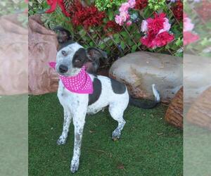 Mutt Dogs for adoption in Oklahoma City, OK, USA