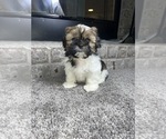 Small Photo #3 Shih Tzu Puppy For Sale in PARAGON, IN, USA