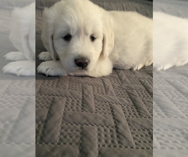 Medium Photo #24 English Cream Golden Retriever Puppy For Sale in ARCHBALD, PA, USA