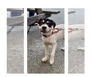 Jolene - Female Labrador Retriever-Unknown Mix Dog for Adoption - Photo #2