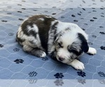 Puppy Boy 1 Australian Shepherd