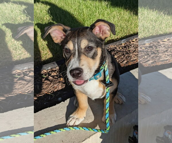 Medium Photo #6 Mutt Puppy For Sale in Sandy, UT, USA