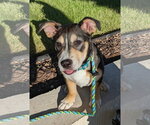 Small #5 Mutt