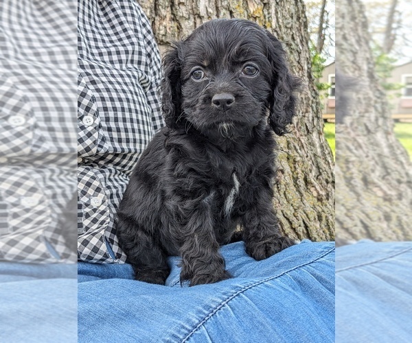 Medium Photo #1 Cock-A-Poo-Cocker Spaniel Mix Puppy For Sale in SALEM, MO, USA