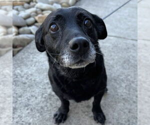 Labbe Dogs for adoption in Shermans Dale, PA, USA