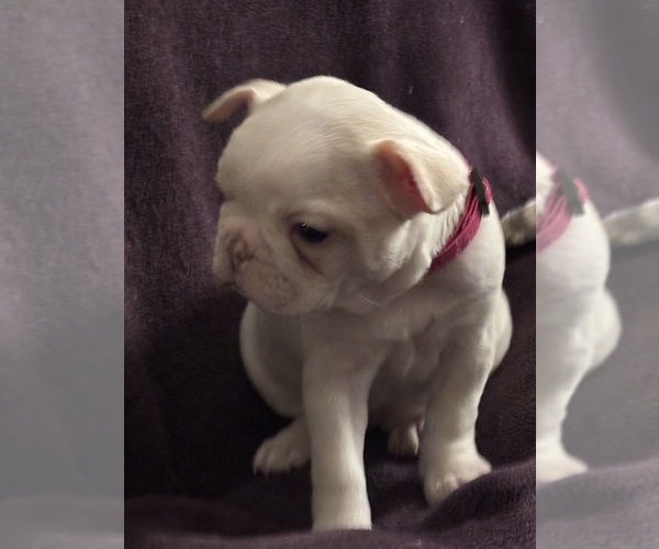 Medium Photo #3 Boston Terrier Puppy For Sale in HAMDEN, CT, USA