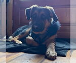 Small #2 German Shepherd Dog