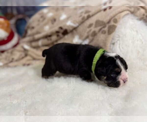 Medium Photo #4 English Bulldog Puppy For Sale in OOLOGAH, OK, USA