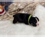 Small #3 English Bulldog