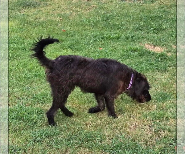Medium Photo #4 Mutt Puppy For Sale in Alexander, AR, USA