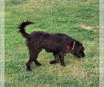 Small #3 Mutt