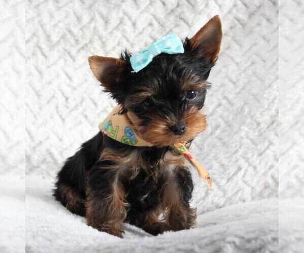 Medium Photo #4 Yorkshire Terrier Puppy For Sale in BIRD IN HAND, PA, USA