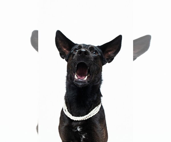 Medium Photo #3 German Shepherd Dog-Unknown Mix Puppy For Sale in Houston, TX, USA