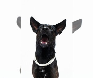 Forty - Female German Shepherd Dog-Unknown Mix Dog for Adoption - Photo #3