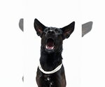 Small #2 German Shepherd Dog Mix