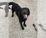 Small #2 Labrador Retriever Mix