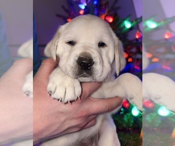 Medium Photo #2 Labrador Retriever Puppy For Sale in FAYETTEVILLE, OH, USA