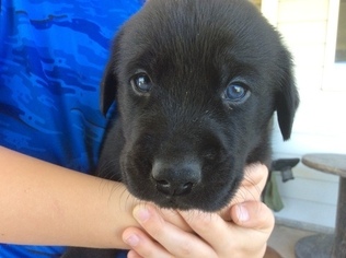 Labrador Retriever Puppy for sale in GREAT FALLS, MT, USA