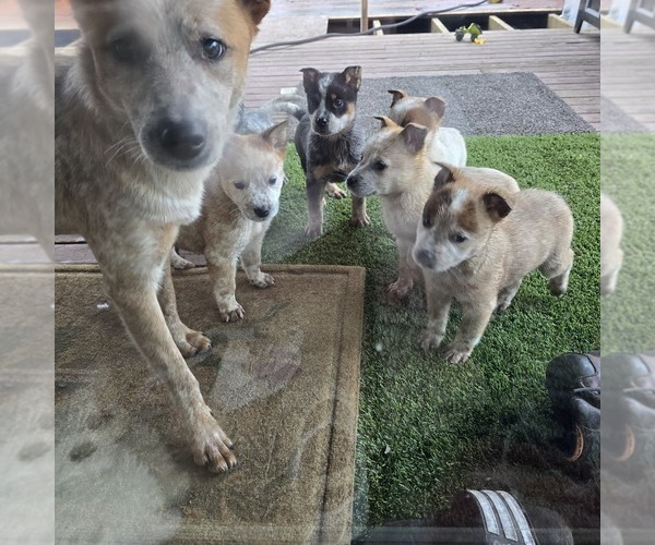 Medium Photo #1 Australian Cattle Dog Puppy For Sale in PUYALLUP, WA, USA