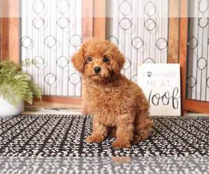 Poodle (Toy) Puppy for sale in NAPLES, FL, USA