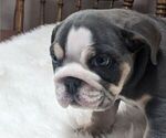 Puppy Puppy 1 Shelby English Bulldog