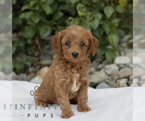 Cavapoo Puppy for sale in BIRD IN HAND, PA, USA