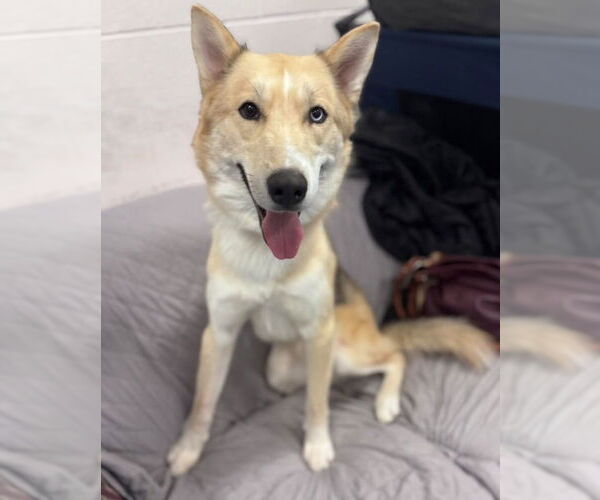 Medium Photo #1 Siberian Husky Puppy For Sale in Muskegon, MI, USA