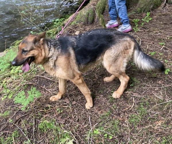 Medium Photo #1 Bernedoodle-German Shepherd Dog Mix Puppy For Sale in WOODLAND, WA, USA