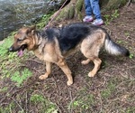 Small Photo #1 Bernedoodle-German Shepherd Dog Mix Puppy For Sale in WOODLAND, WA, USA