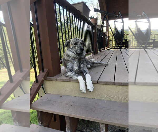 Medium Photo #3 Anatolian Shepherd Puppy For Sale in Higley, AZ, USA