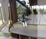 Small #2 Anatolian Shepherd
