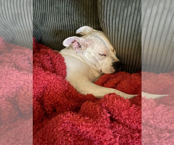 Medium Photo #2 American Pit Bull Terrier-Unknown Mix Puppy For Sale in Germantown, OH, USA