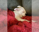 Small Photo #2 American Pit Bull Terrier-Unknown Mix Puppy For Sale in Germantown, OH, USA
