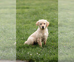 Small Photo #5 Golden Retriever Puppy For Sale in POWERS, OR, USA
