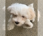 Small Photo #3 Morkie Puppy For Sale in PALATKA, FL, USA