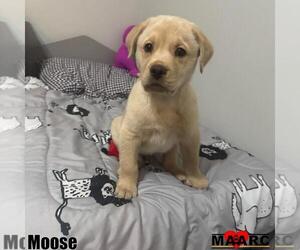 Chow Chow-Labrador Retriever Mix Dogs for adoption in Maryville, TN, USA