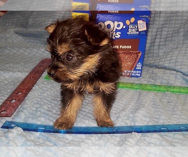 Medium Photo #244 Yorkshire Terrier Puppy For Sale in AKRON, OH, USA