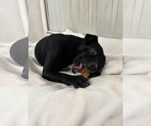 Medium Photo #4 Chihuahua-Unknown Mix Puppy For Sale in Grafton, WI, USA