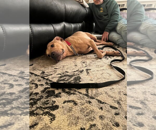 Medium Photo #4 American Pit Bull Terrier-Unknown Mix Puppy For Sale in Brooklyn, NY, USA