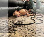 Small #3 American Pit Bull Terrier Mix