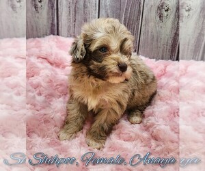 ShihPoo Puppy for sale in FAYETTEVILLE, NC, USA