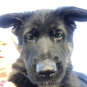 Medium Photo #26 German Shepherd Dog Puppy For Sale in LOX, FL, USA