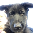 Small Photo #26 German Shepherd Dog Puppy For Sale in LOX, FL, USA