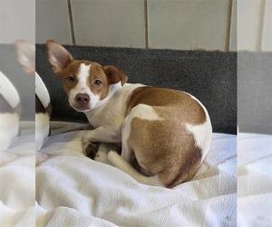 Mutt Dogs for adoption in San Antonio, TX, USA