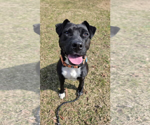 Medium Photo #4 Mutt Puppy For Sale in Rockaway, NJ, USA