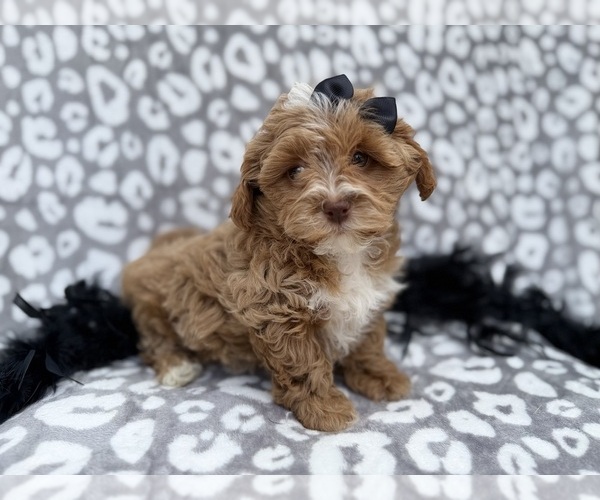 Medium Photo #1 Shih-Poo Puppy For Sale in LAKELAND, FL, USA