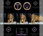 Puppy Isaac F1 Cavapoo